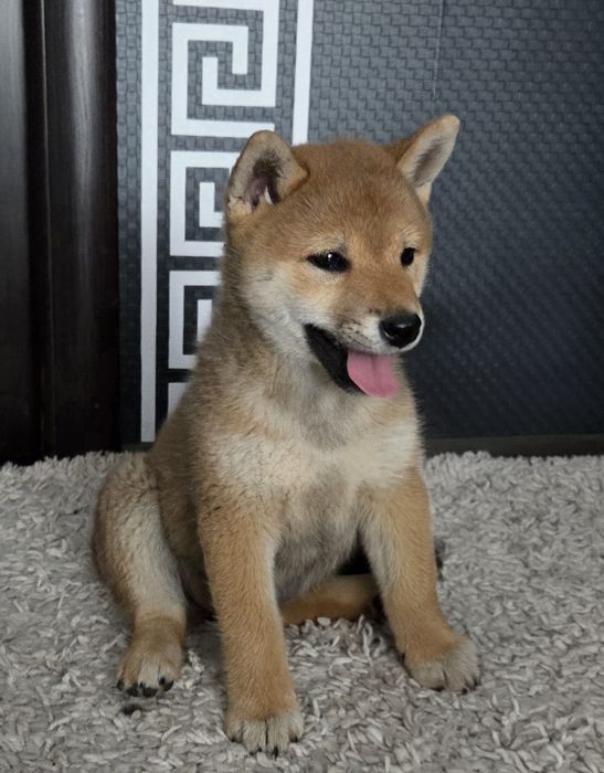 Vand mascul shiba Inu