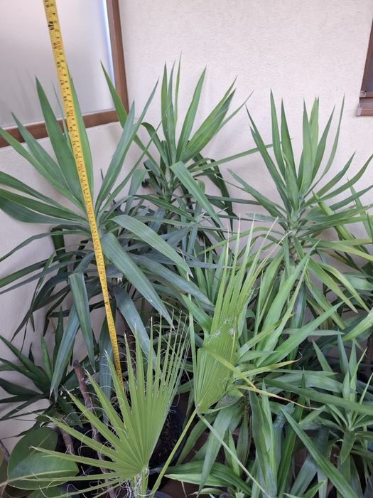 Vand yucca plante decorative interior