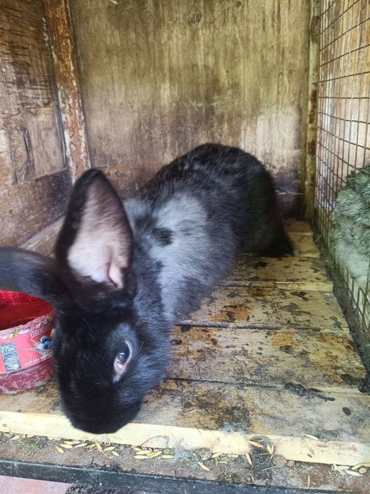 Продам самцов 8 месяцев