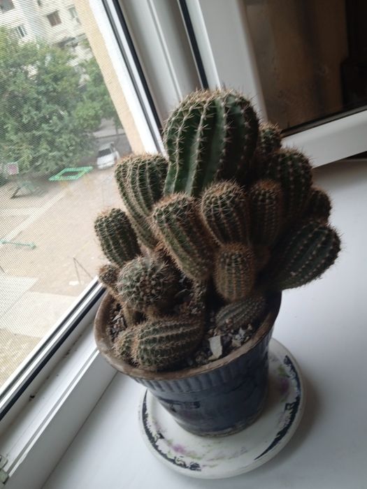 Кактус очень плодовитый