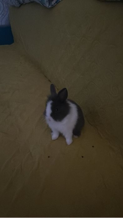 Продам зайчика маленького