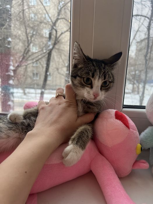 Отдам котенка девочку