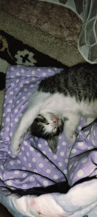 Аш солдат пен қыз порно видео