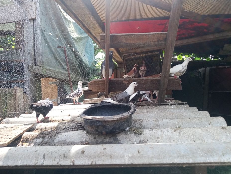 Vând porumbei.

- Porumbei gutani – 15 lei/bucată
- Porumbei voiajori – 25 lei/bucată

Crescuți în gospodărie, hrăniți natu
