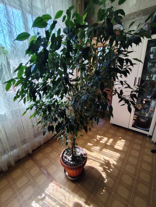 Продам фикус Бенжамина