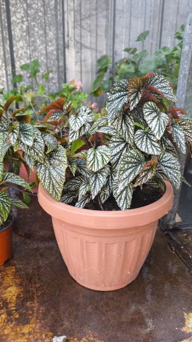 Бегония Кейн, трасниковая сорт(Аргентео гутата)