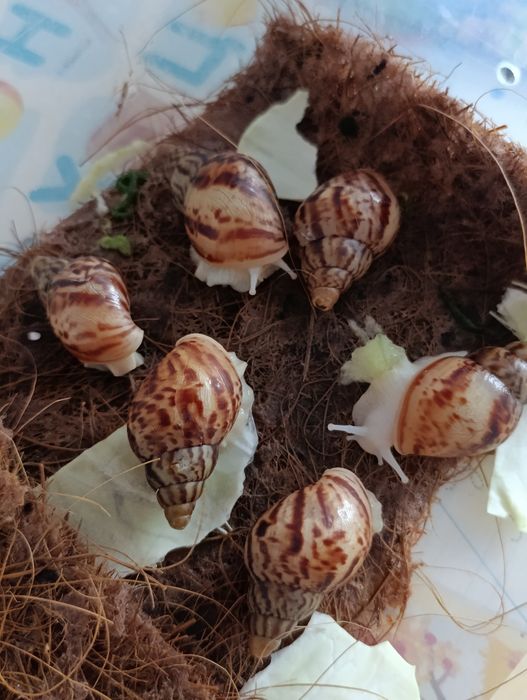 Отдам бесплатно улиточки ахатин
