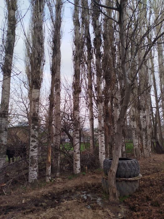 Терек  сатылады.