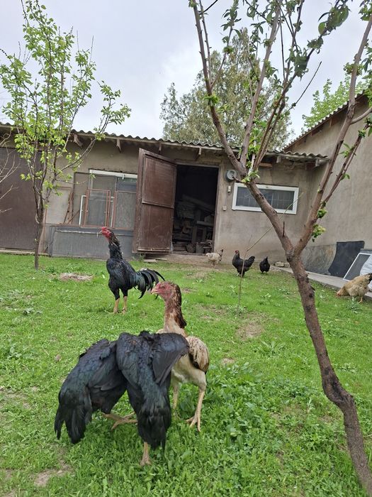дакан яйцо дакан яйцо