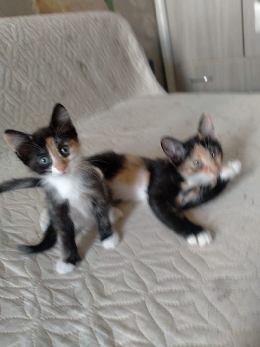Отдам котят даром