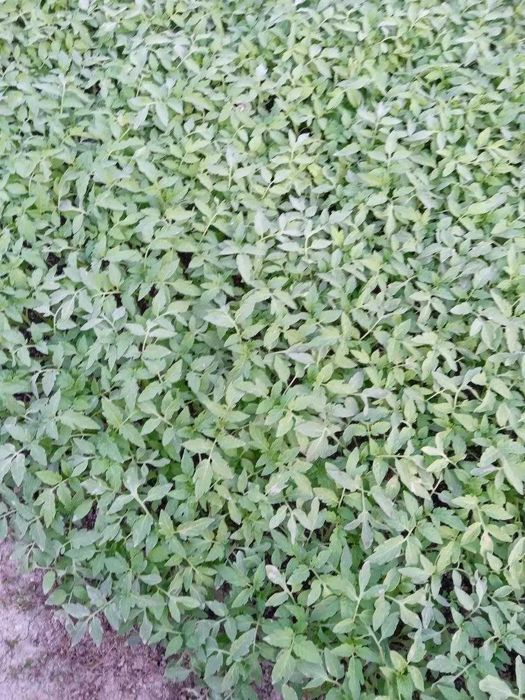 Олий навли памидор ва памидор кучатлари