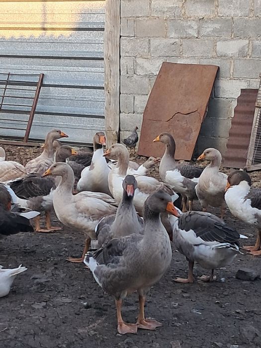 Продам домашних гусей
