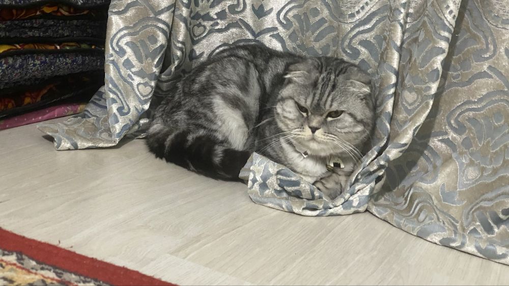 Skotish Fold mushuk Arzon Narxda киз бола мушук