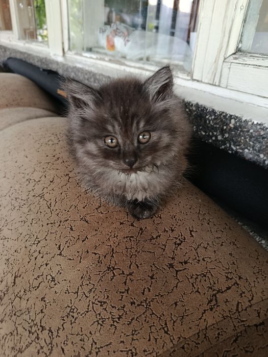 Отдам котят в добрые руки!