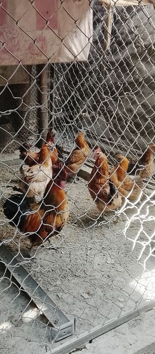 Куры и петушки лакиданзии