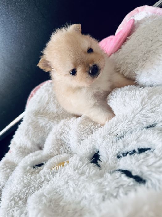 Pui Pomeranian - Rezervare