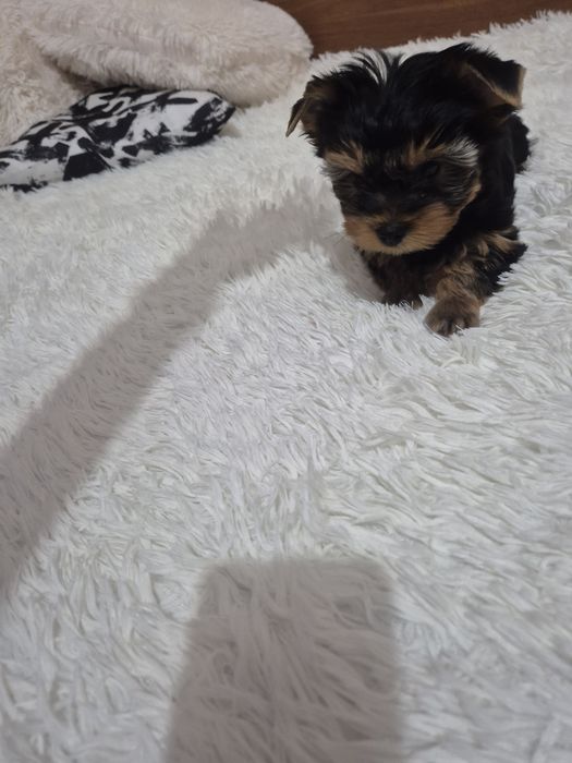 Йоркширски териер