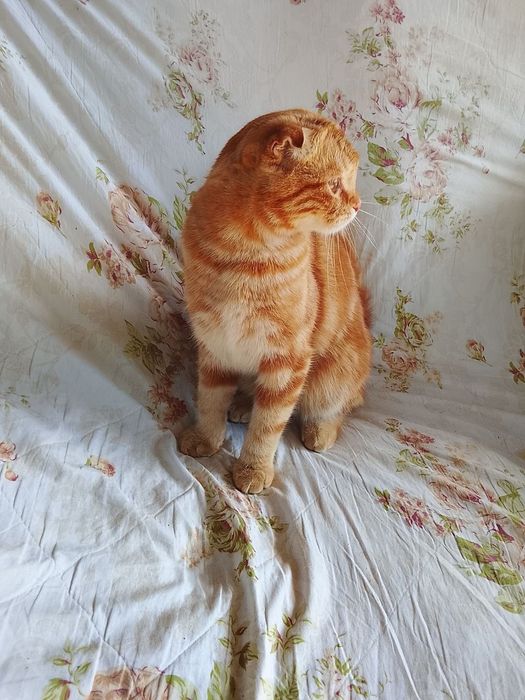 Shotland osmaloq (Scottish Fold)