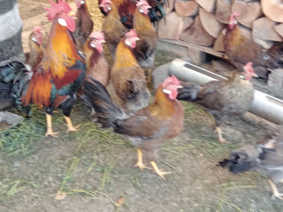 Ouă ptr incubat de găini italiene.