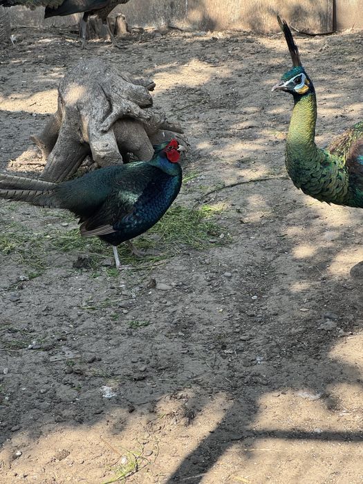 Pauni  varietati multiple