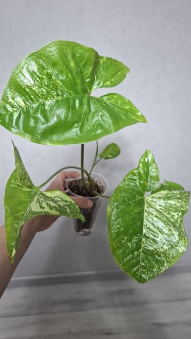Продам комнатные цветы