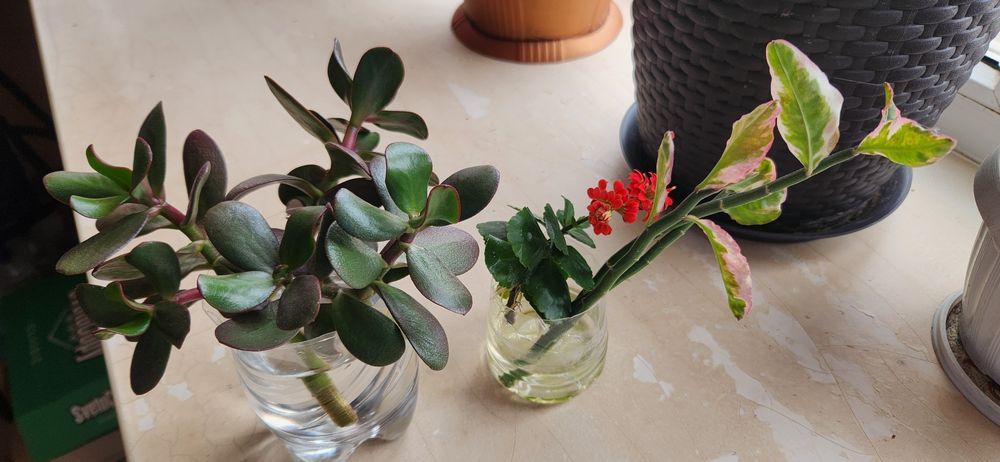 Продам отростки цветов