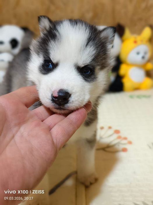Очаровательные щенки сибирской хаски.