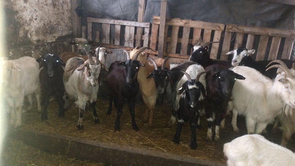 Capre tinere și iede