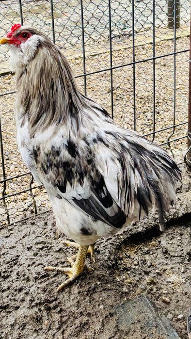 De vanzare cocosi Araucana iulie 2025.