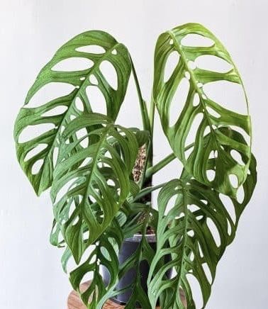 Монстера Эскелетто черенки