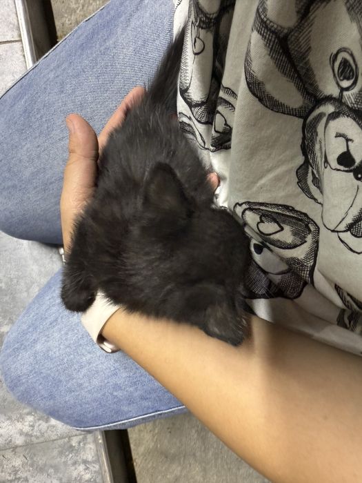 Котята совсем маленькие и миленькие
