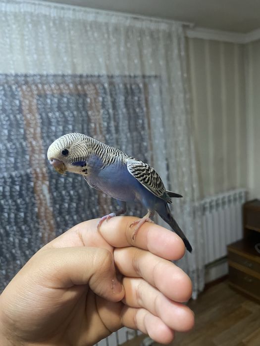 Ручные попугаии волнистые