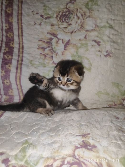 продам девчоку шиниллу скоттиш фолд