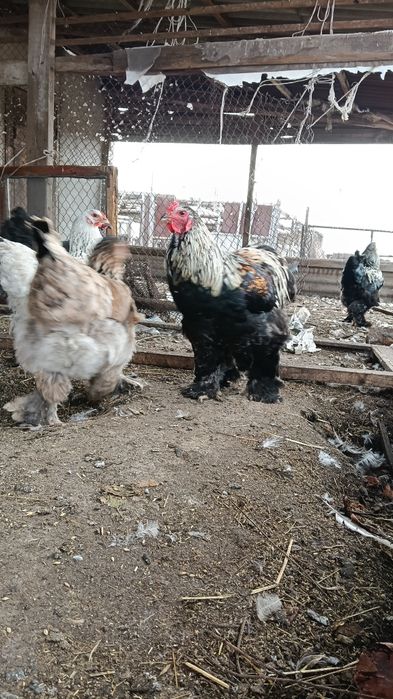 Петух Брама 10 месяцев