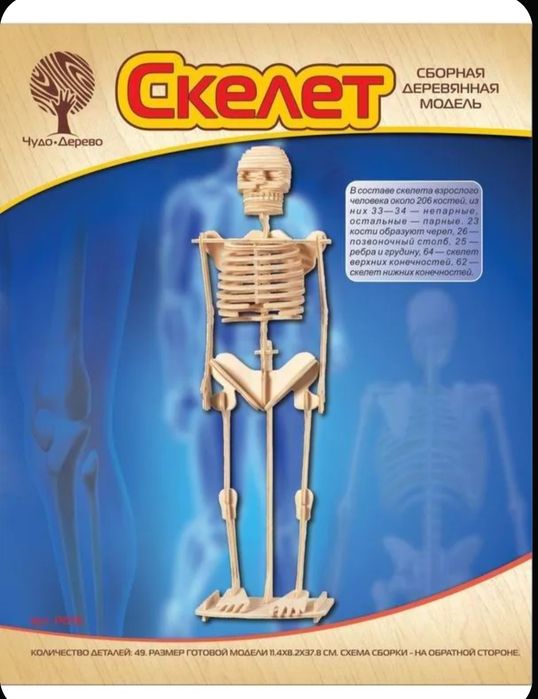 Сборная модель - скелет человека.