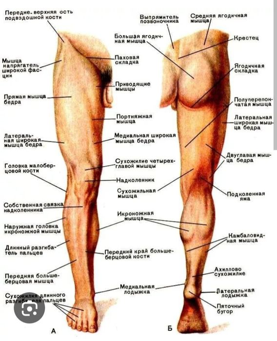 Лечебнооздоровительный массаж