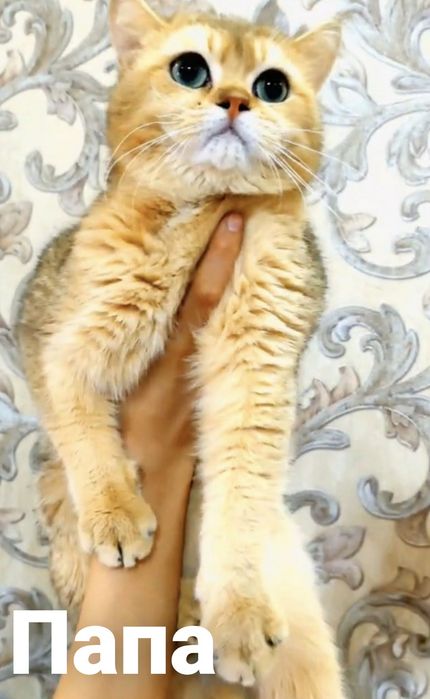 Золотая шиншилла мальчик.