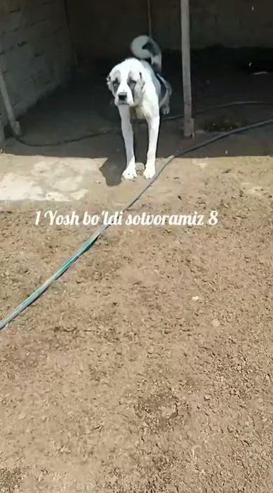 It kuchu bola sotiladi 1 yosh tozza alabay