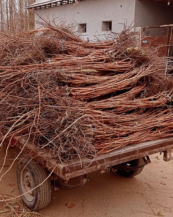 Uzum ko‘chat sotamiz