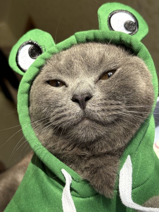 Британец-красавец, 1годик