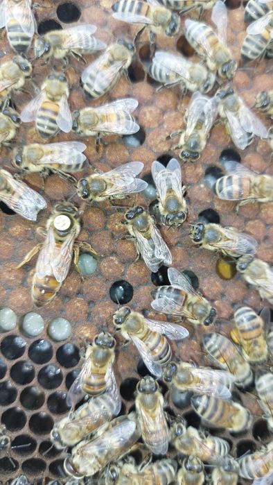 Mătci 45 lei buckfast carnica carpatină stupi familii albine roi