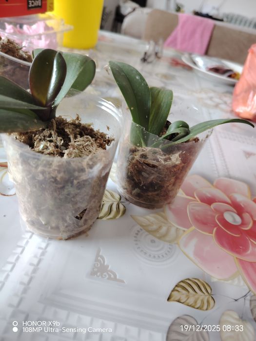 Орхидеии детки азиятские