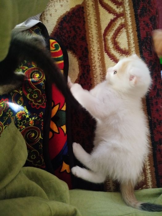 Mushak chalar donasi 1 milyondan onasi boʻgʻoz