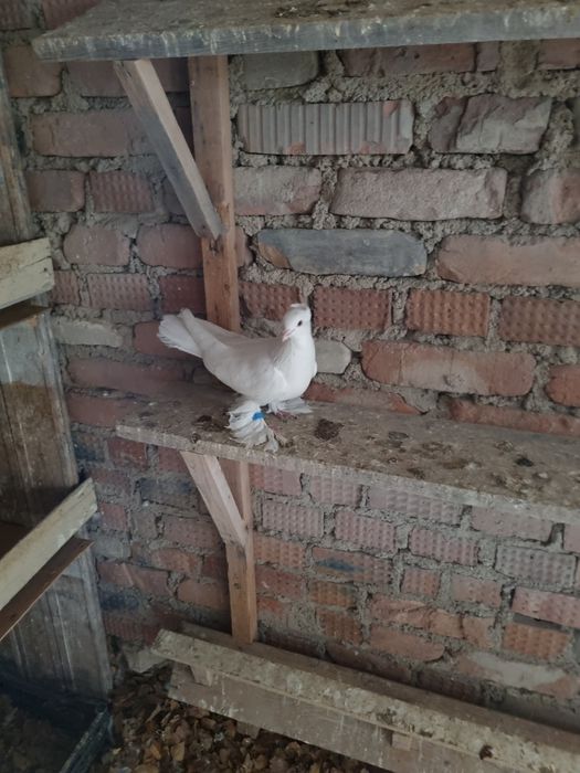 Кольца для голубей.