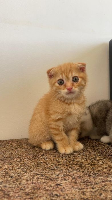 Продается котята 1,5 месяца красивые игривые