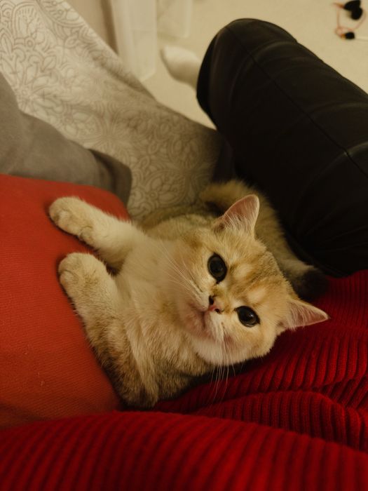 Золотая шиншила, шкоттиш стрейт