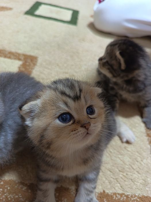 Роскошный шотландский вислоухий котенок (Скоттиш-фолд), золотая шиншил