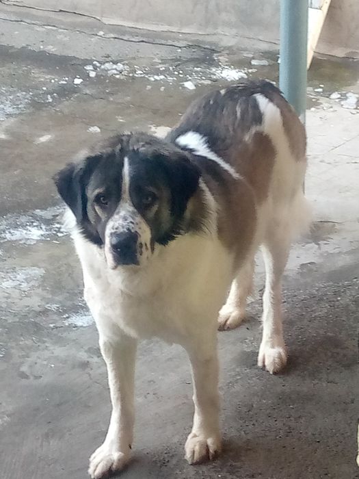 Хорошая послушная