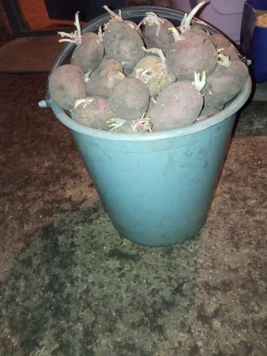 Семенной картофель