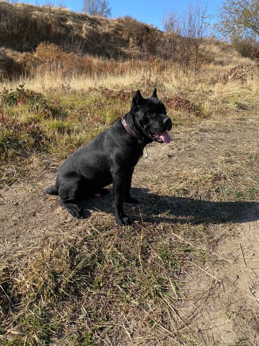 Вязка Кане Корсо